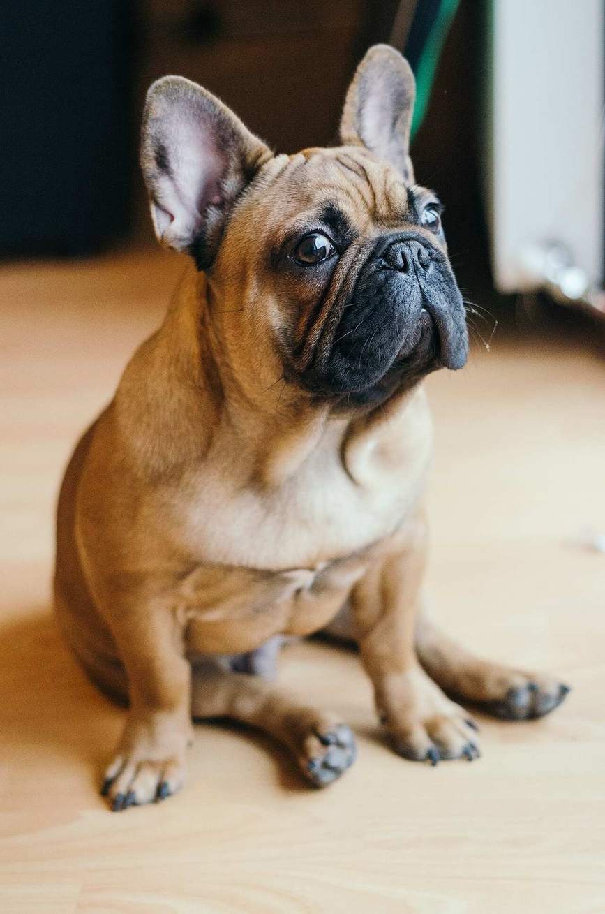 An English bulldog sitting for a portrait