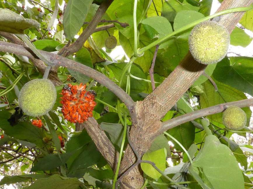 Leaves and fruit of a paper mulberry tree