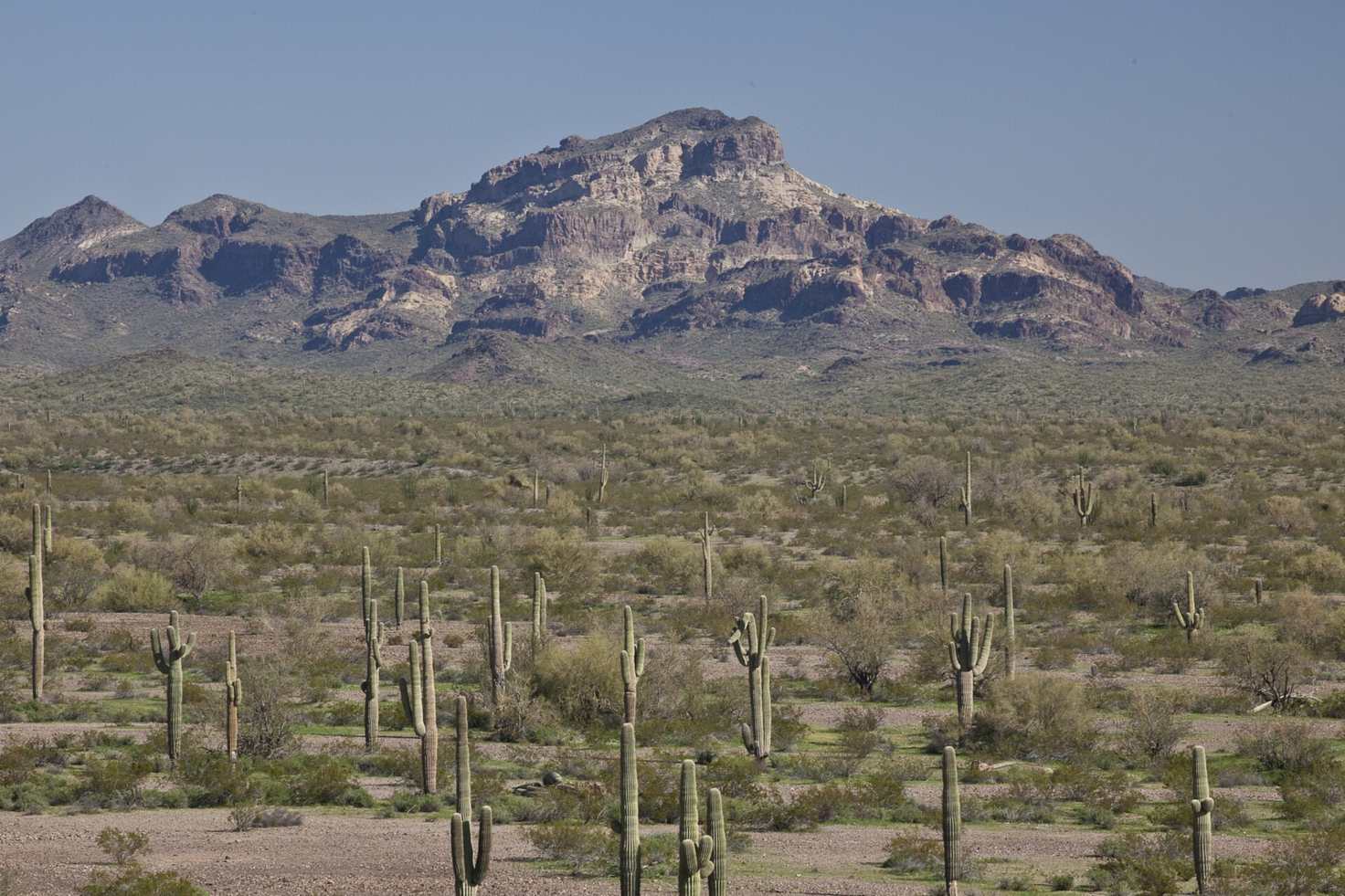 Saguaro cactus and desert mountains in the Sonoran Desert
