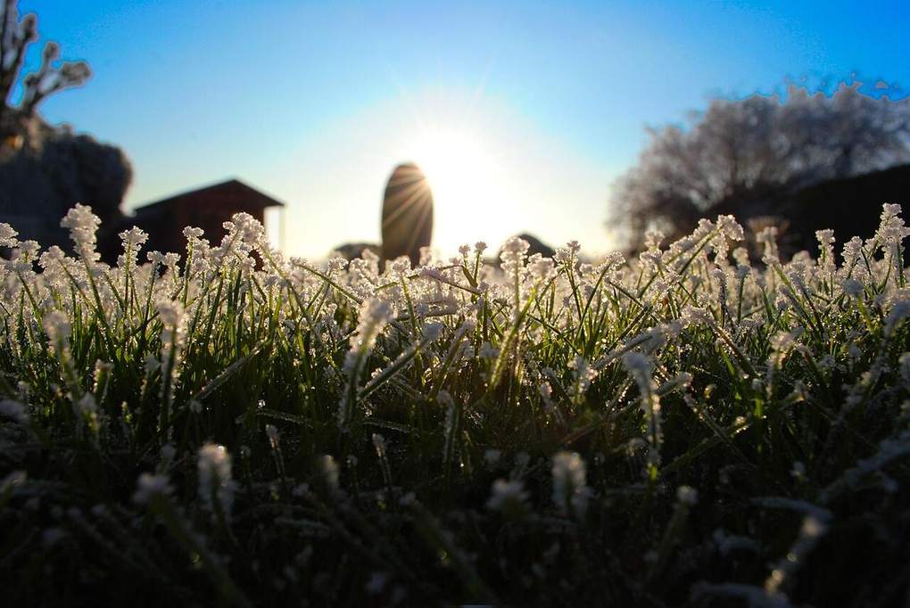 Morning light over a grassy field