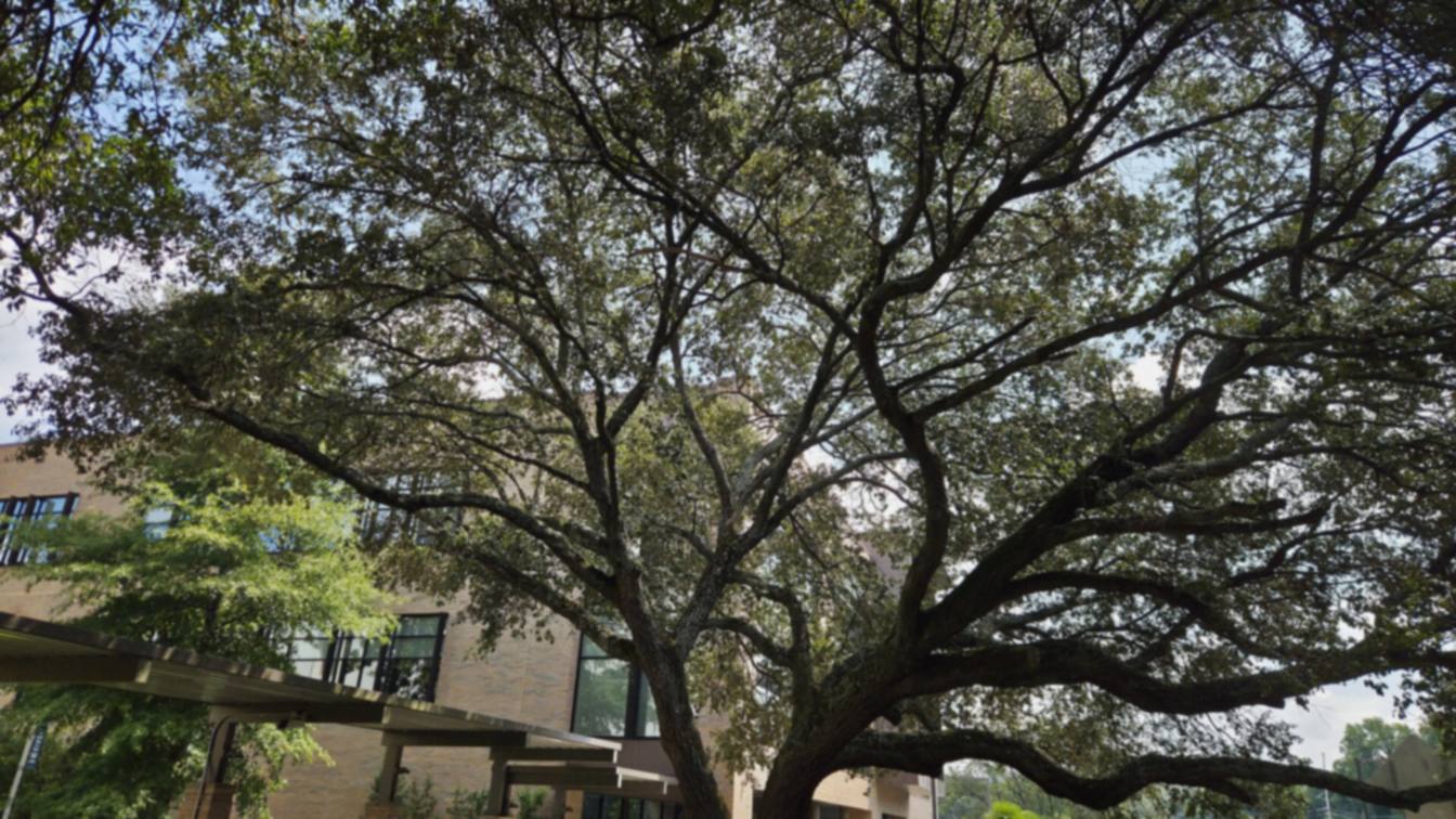 A mature oak tree spreading over a park lawn