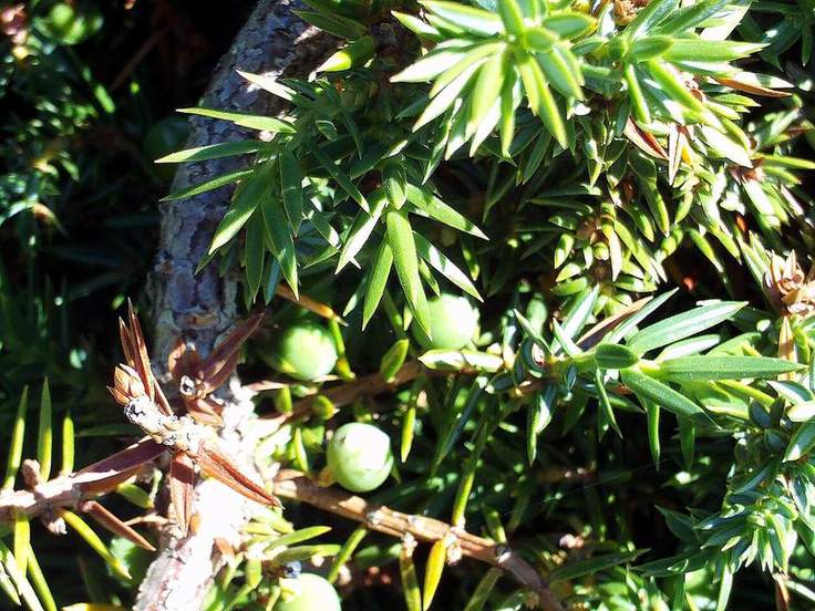Juniper berries and scale-like leaves close up