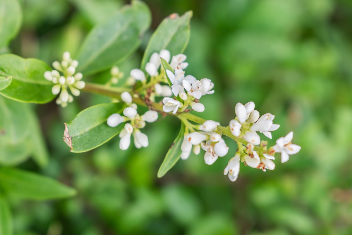 A cluster of small white privet flowers opening among green leaves