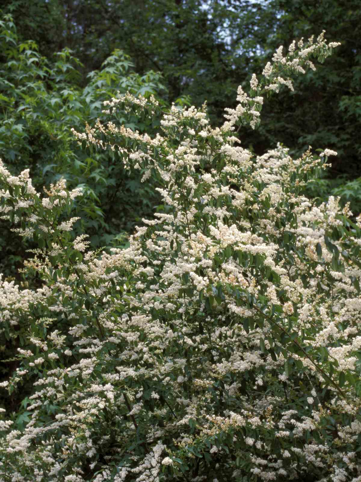 A privet hedge smothered in white spring blossom