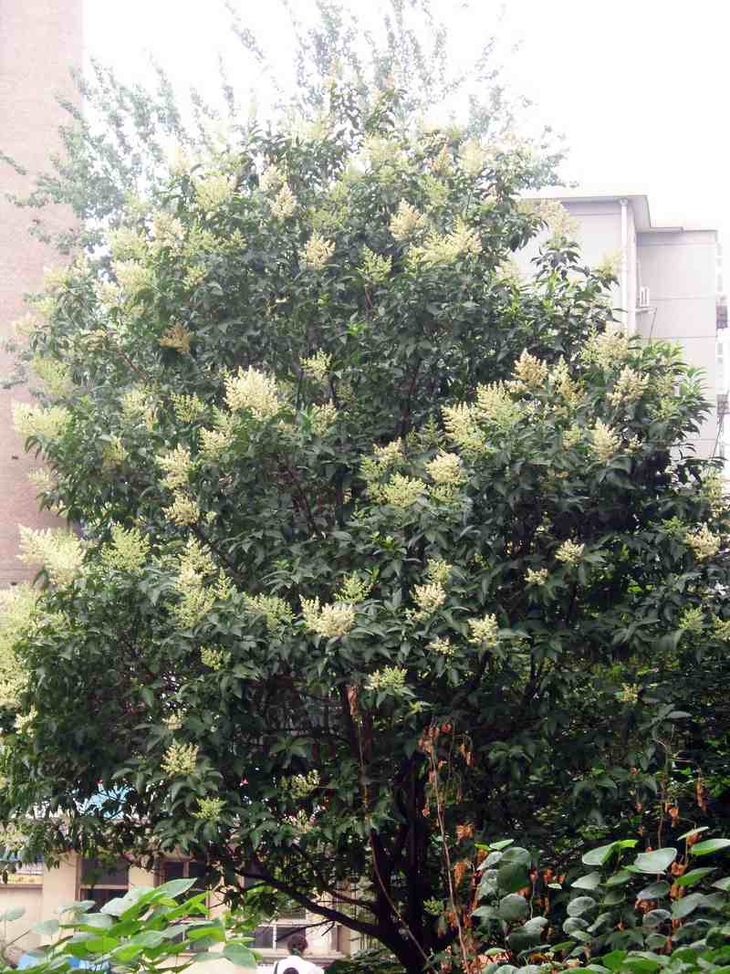 A glossy privet street tree covered in pale flower clusters