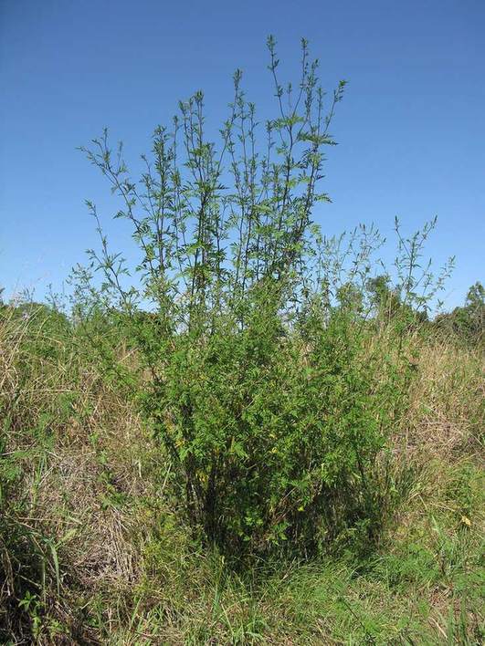 A ragweed plant growing at the edge of a field in late summer
