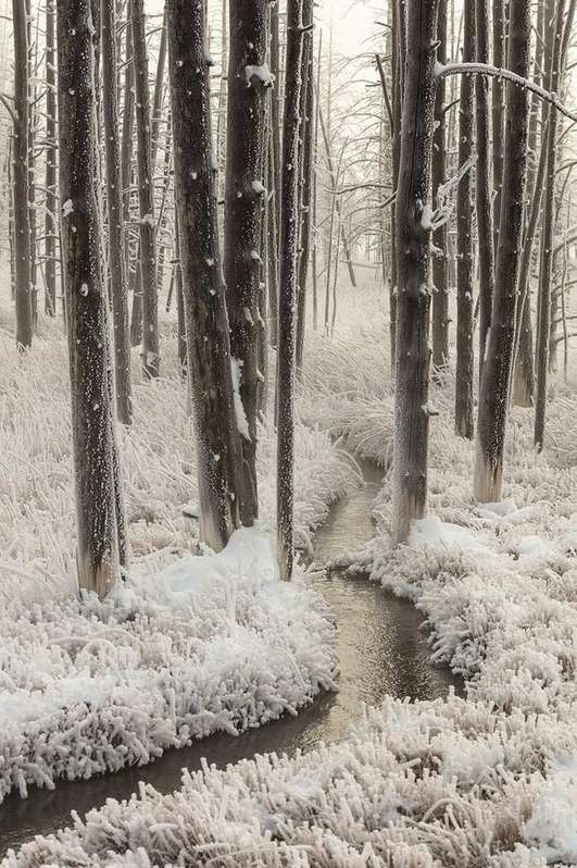 Hoar frost coating grass and brush on a cold morning
