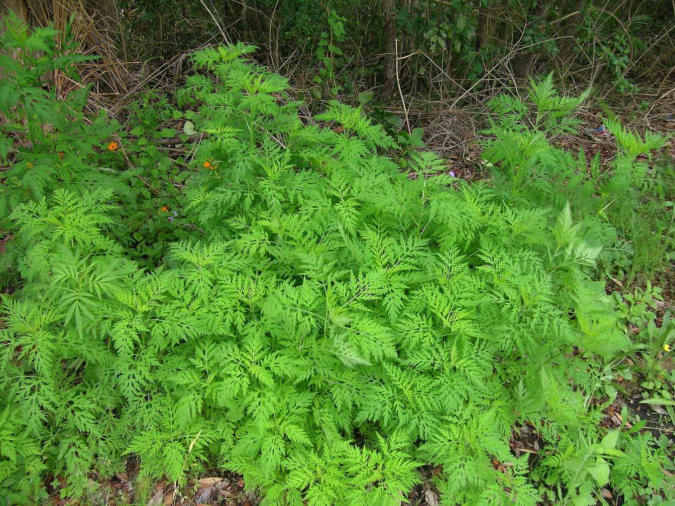 A common ragweed plant in flower during ragweed season