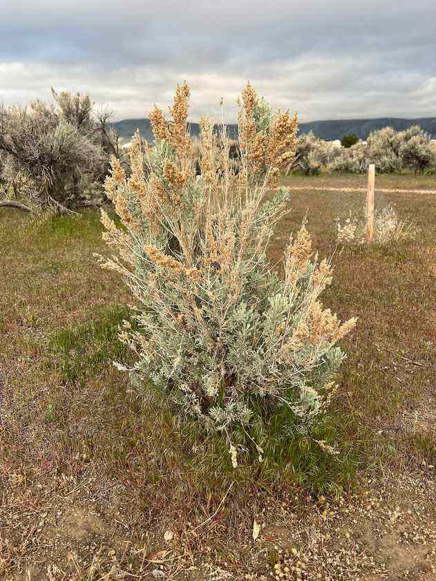 A big sagebrush shrub in Nevada high-desert grassland