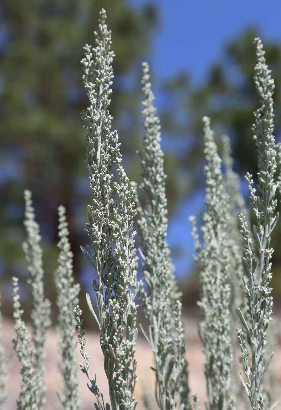 Silvery flower spikes of big sagebrush rising against blue sky
