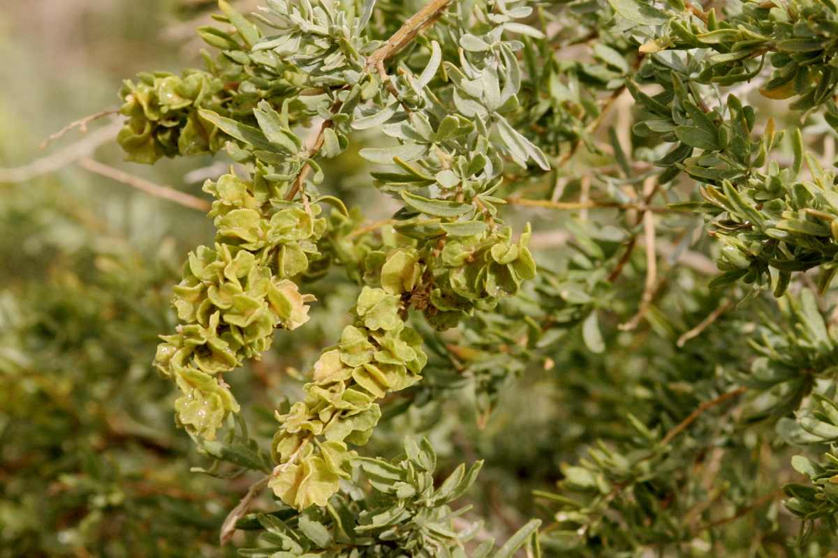 Winged seed clusters hanging on a fourwing saltbush branch
