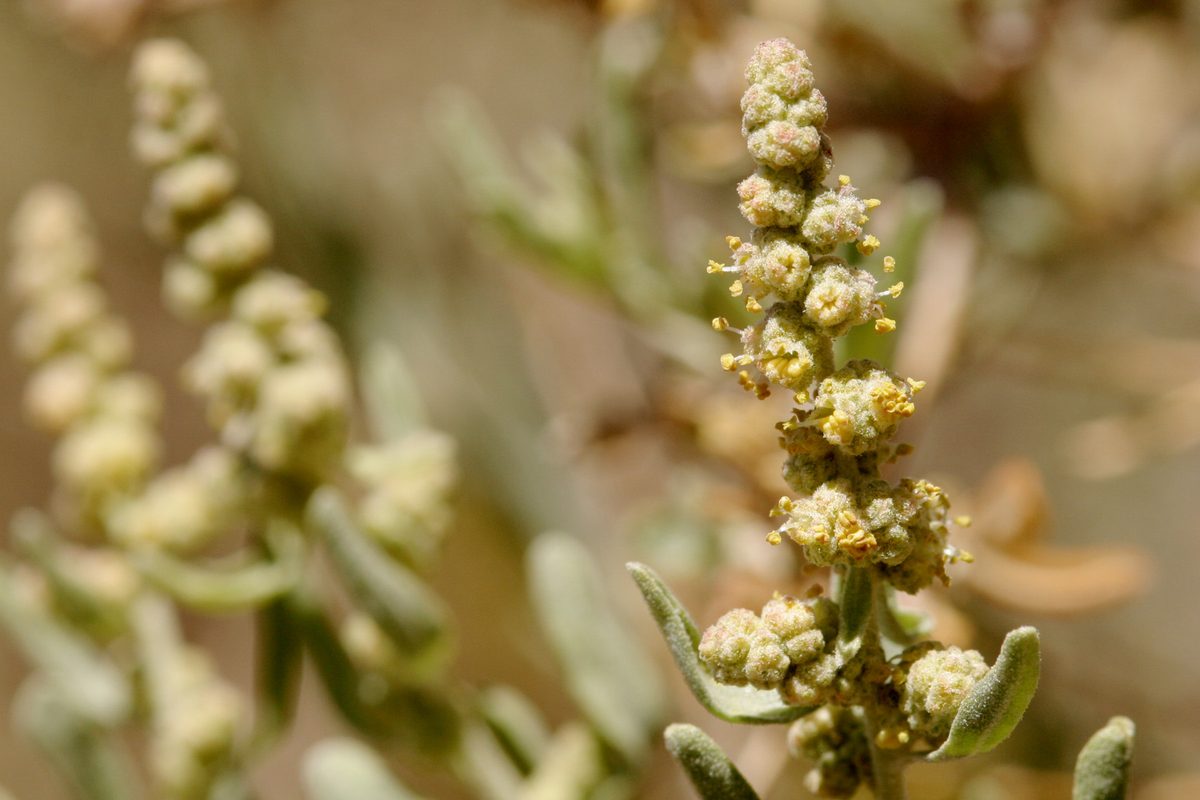 Pale yellow male flower spikes on a saltbush branch in close-up