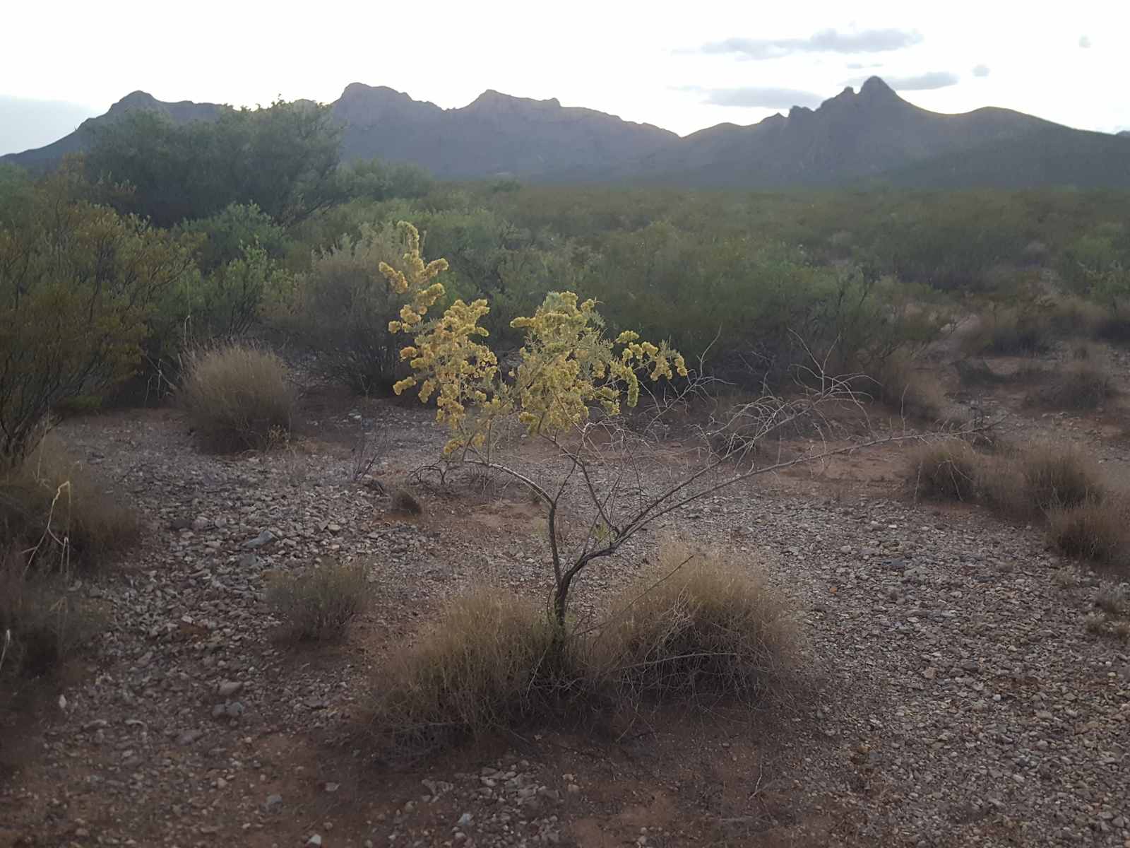 A lone saltbush shrub in rocky desert scrub below mountain ranges