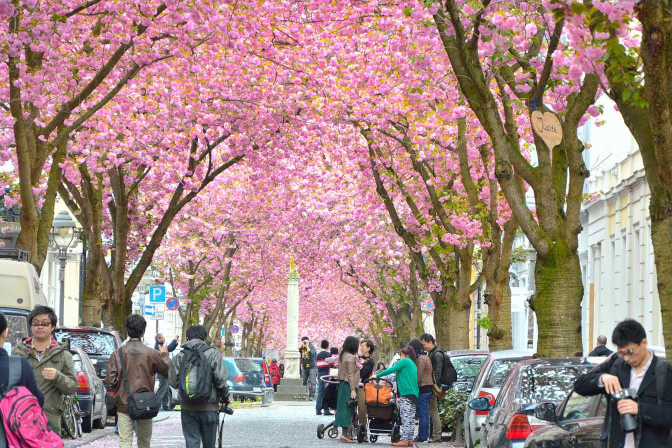 A street in Bonn lined with blooming cherry trees