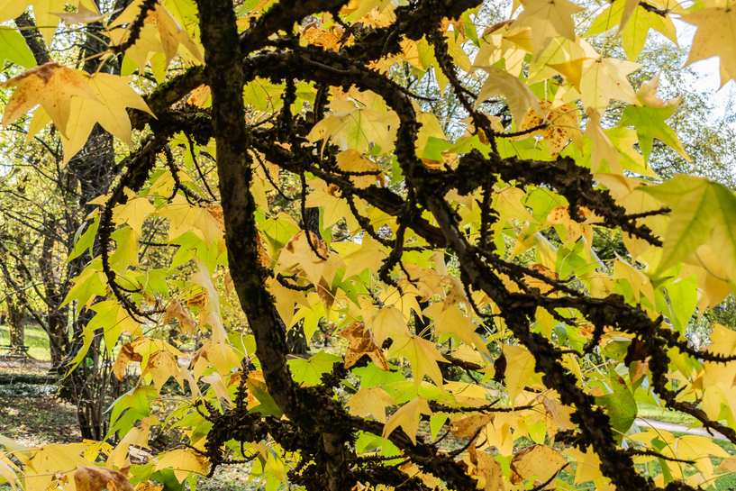 A sweet gum canopy turned gold in autumn