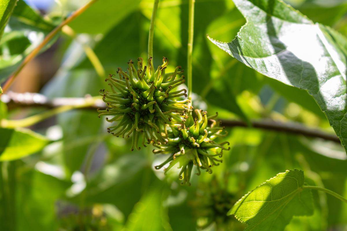 Green spiky sweet gum balls hanging from a branch