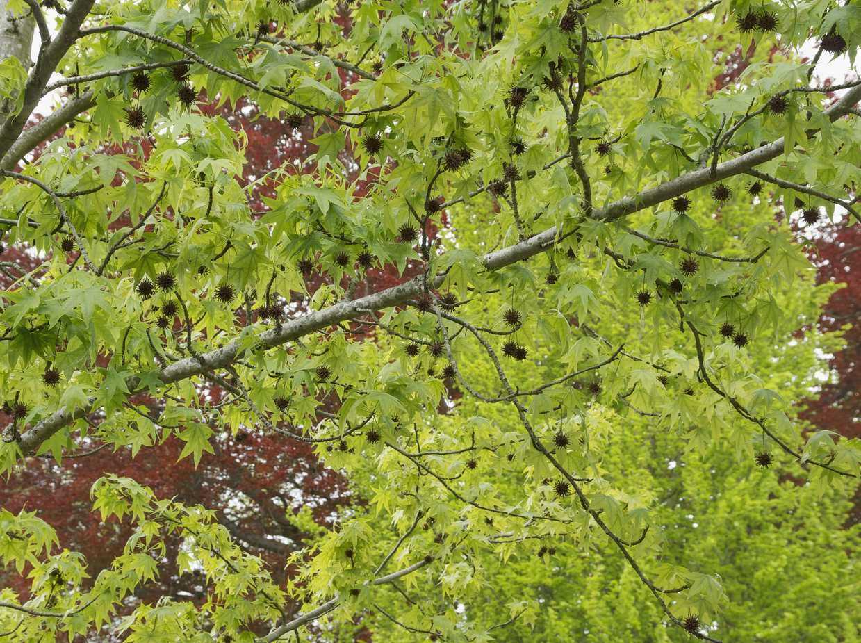Sweet gum branches with fresh star-shaped leaves and young gumballs