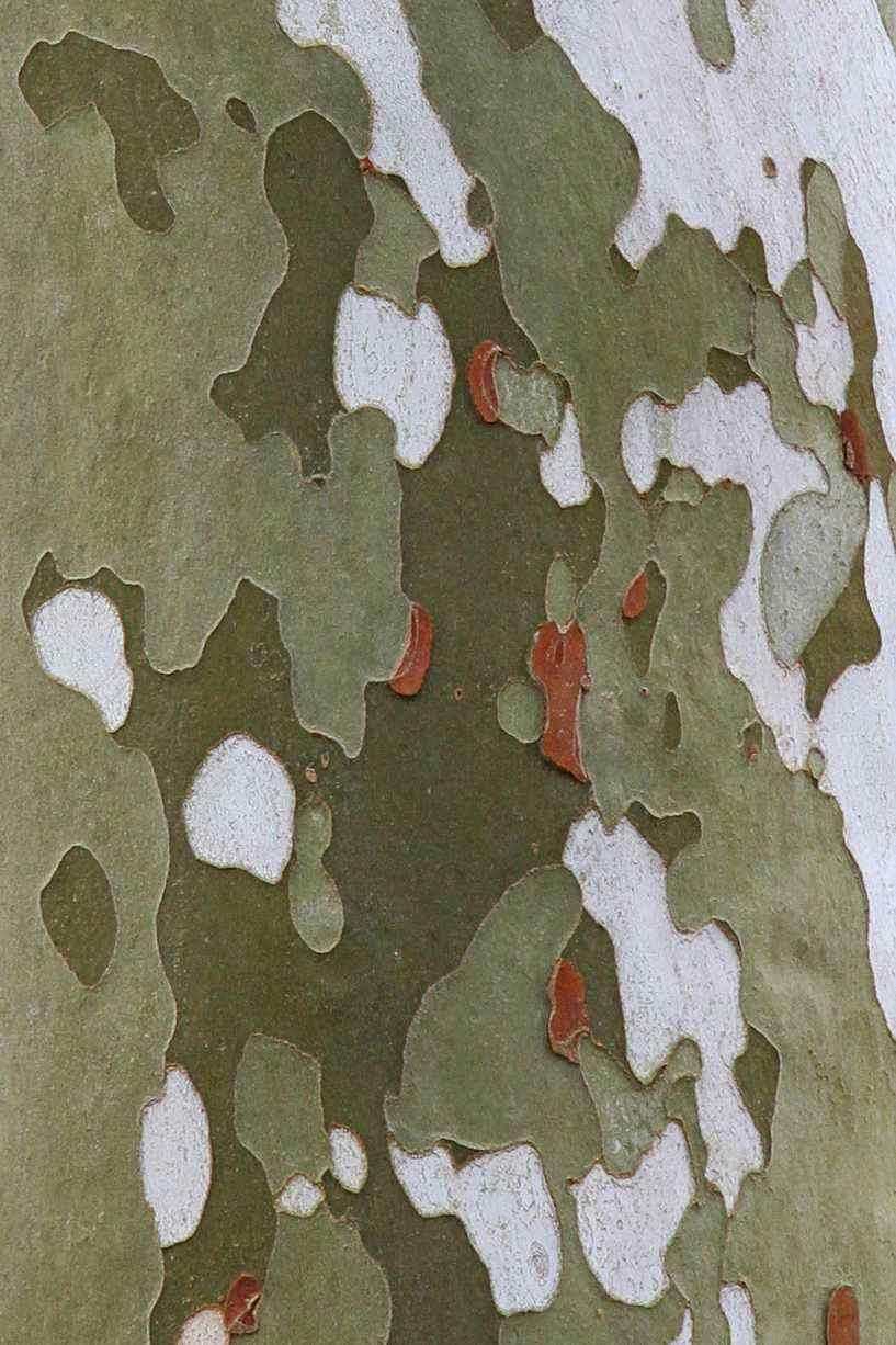 Close-up of sycamore bark peeling in camouflage patches
