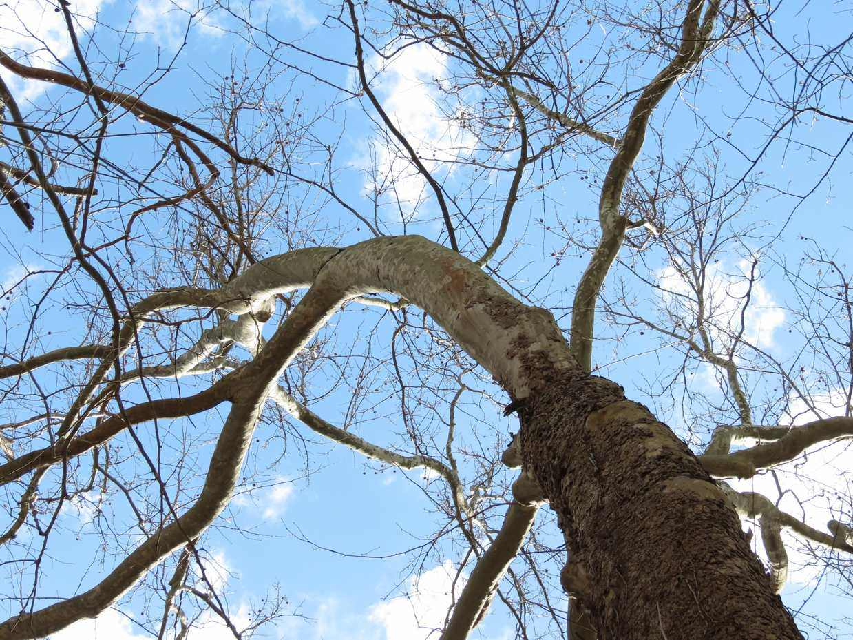 Looking up the mottled trunk of a mature American sycamore