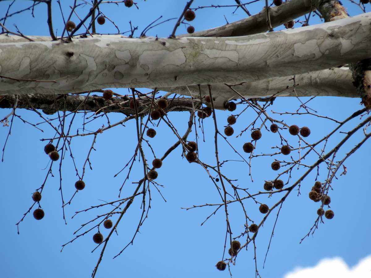 Sycamore seed balls dangling from pale winter branches