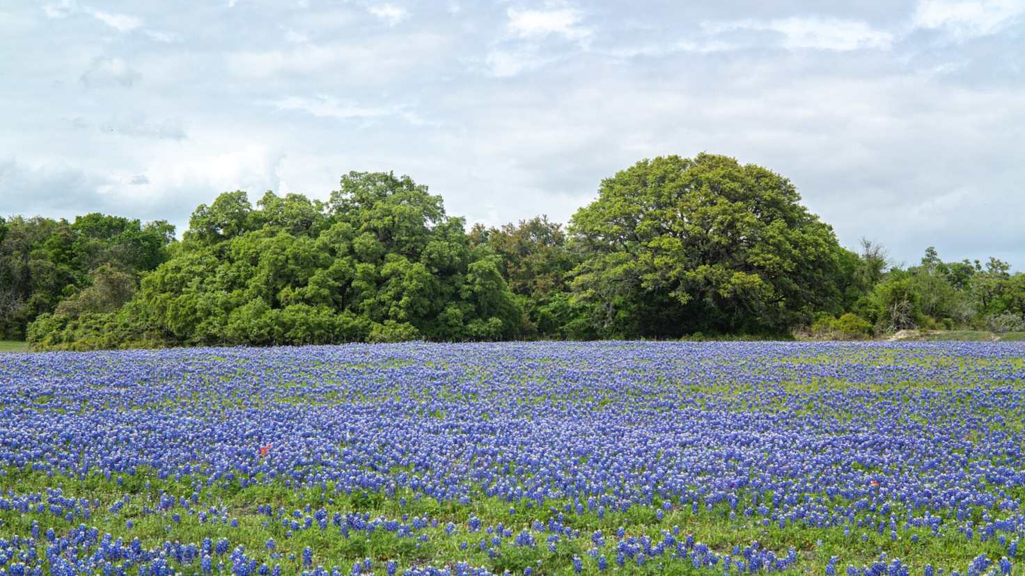 A field of Texas bluebonnets in spring