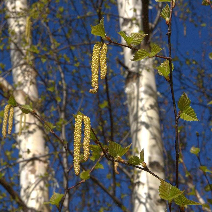 A silver birch tree (Betula pendula) in spring leaf