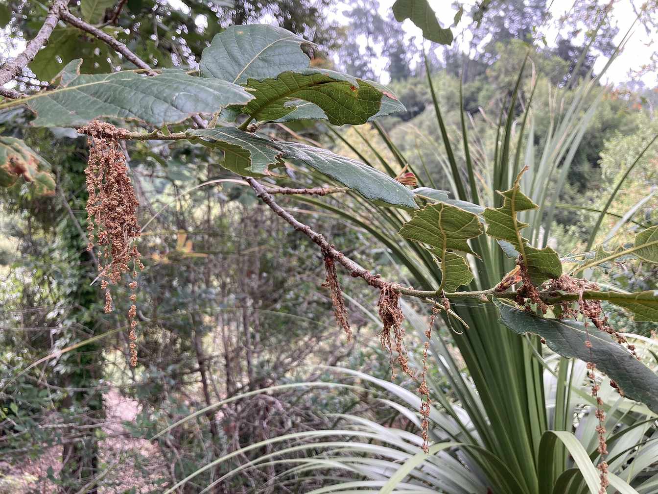 Hanging oak catkins, the flowers that release oak pollen