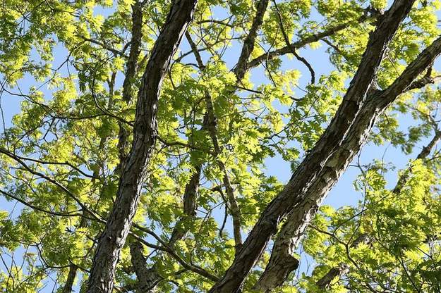 Tall oaks in spring leaf at Duke Forest