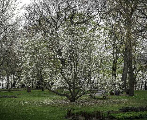 Flowering trees in a Quebec City park in spring