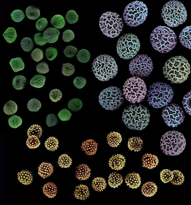 Pollen grains from three plant species shown side by side