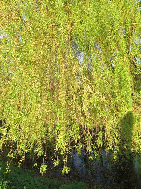 A curtain of weeping willow branches with catkins over water