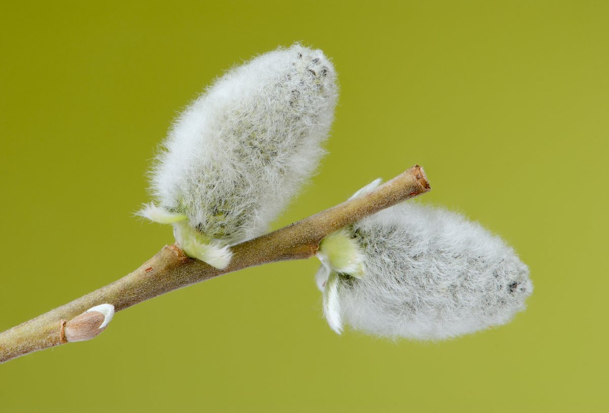 Two furry pussy willow catkins on a twig