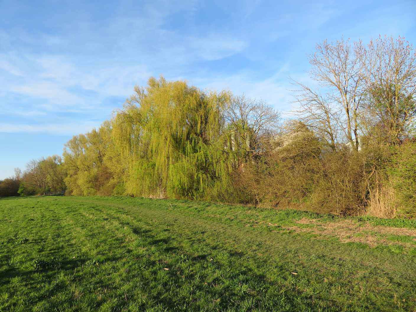 Weeping willows lining a stream through a spring meadow