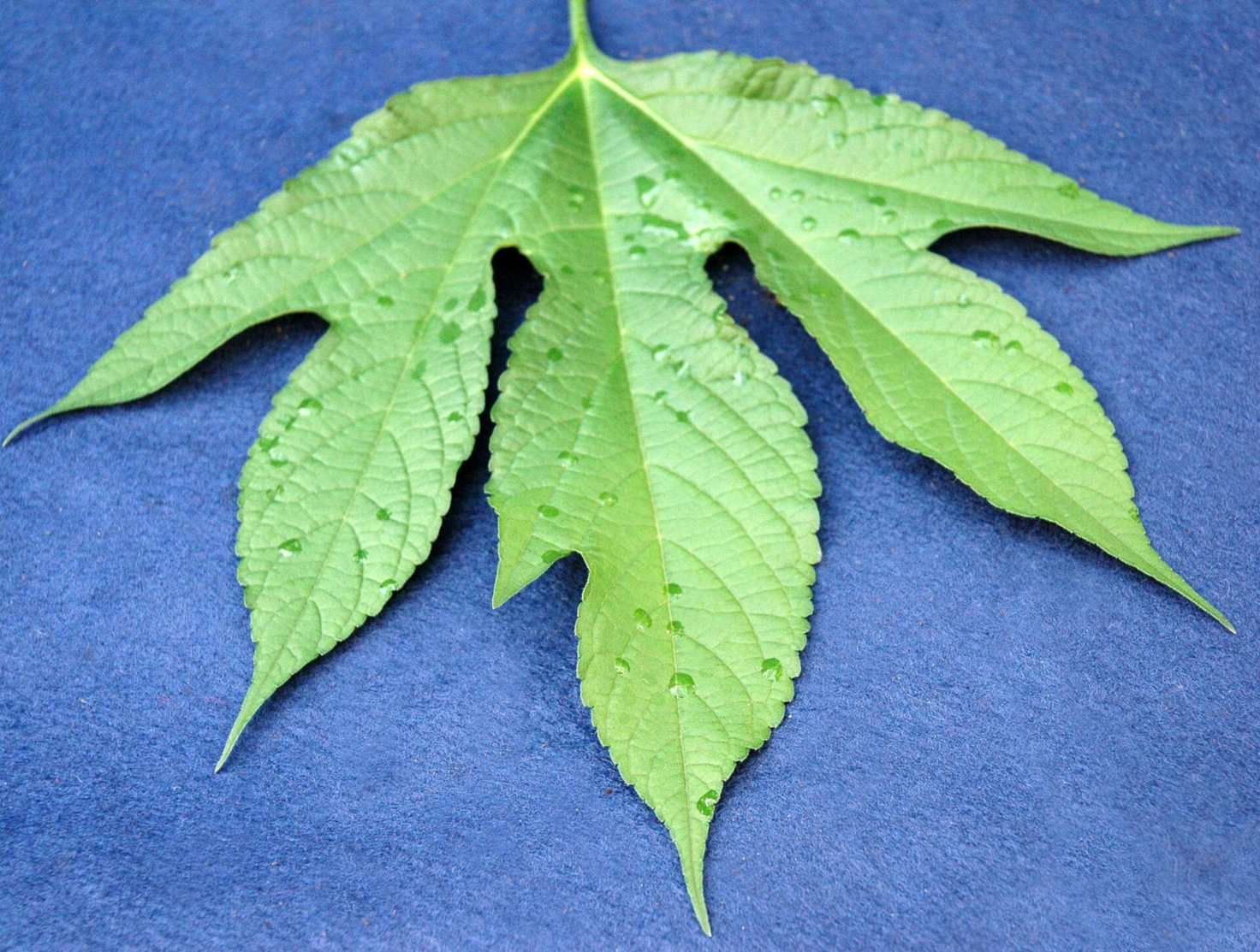 A stand of giant ragweed (Ambrosia trifida)