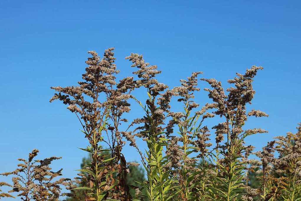 Canada goldenrod going to seed in autumn