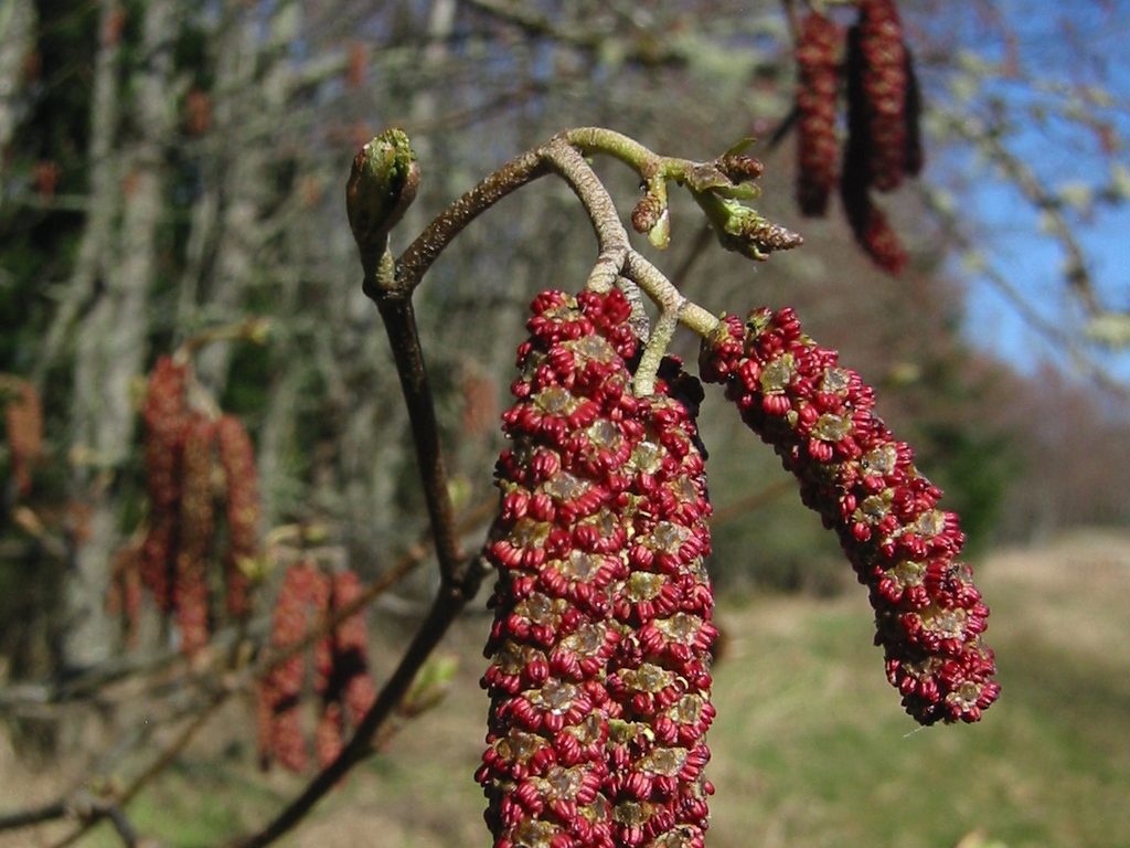 Alder catkins hanging from bare branches