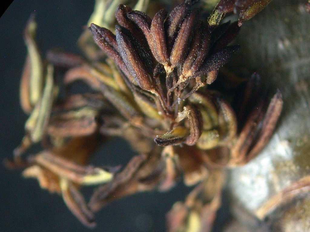 Ash tree flowers in spring