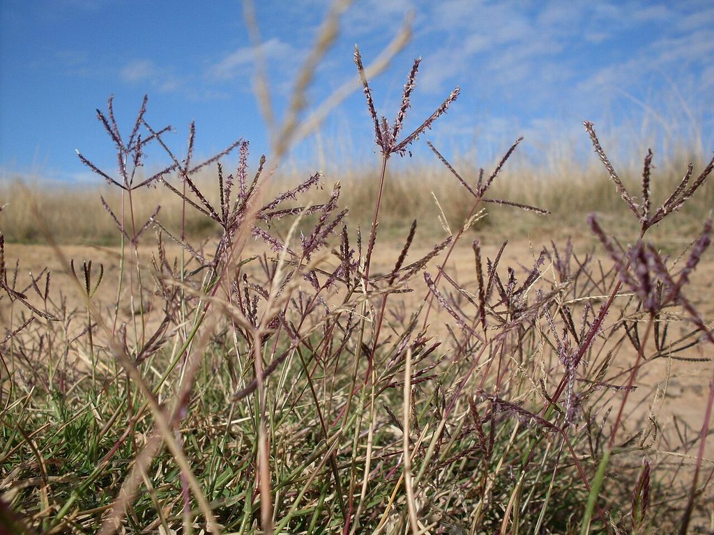 Bermuda grass flower heads