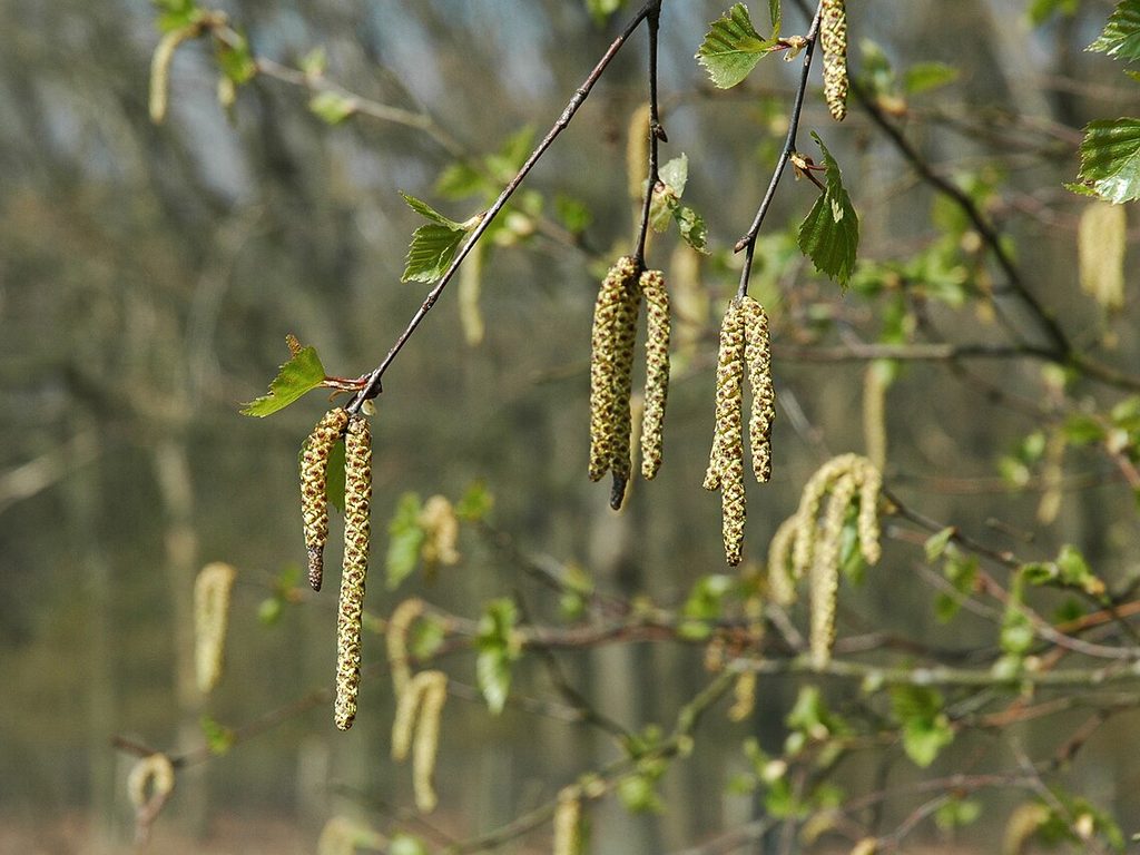 Birch catkins on a branch in spring