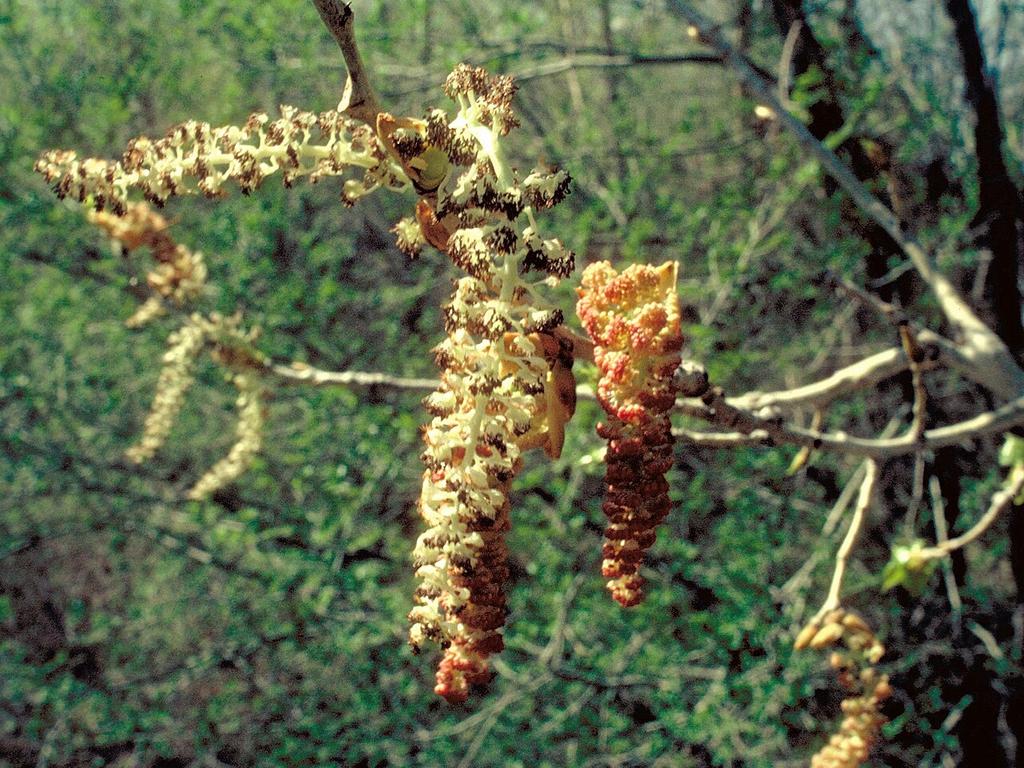 Cottonwood catkins in spring