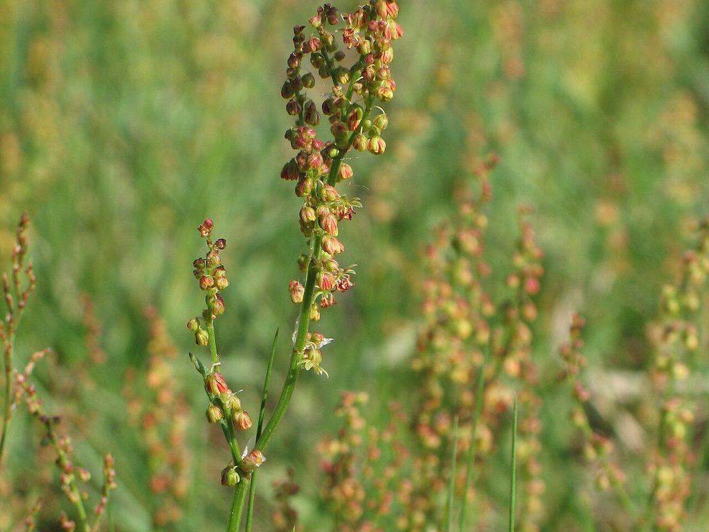 Sheep sorrel (dock sorrel) in flower