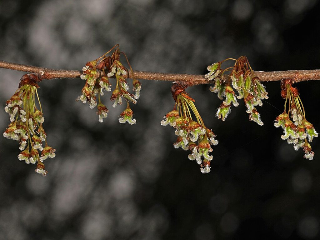 Elm flowers on bare branches in early spring