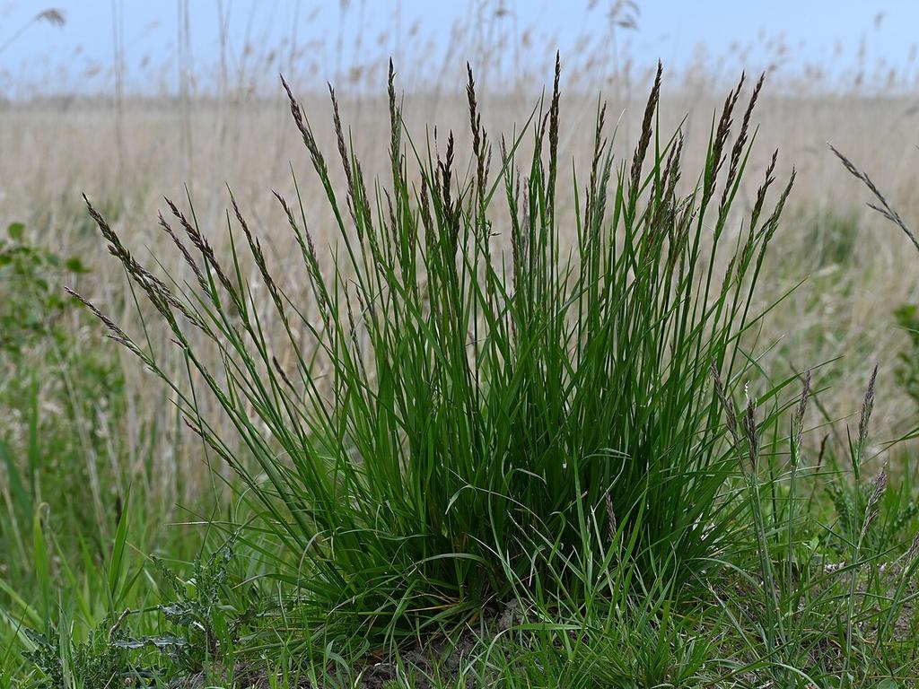Tall fescue seed head