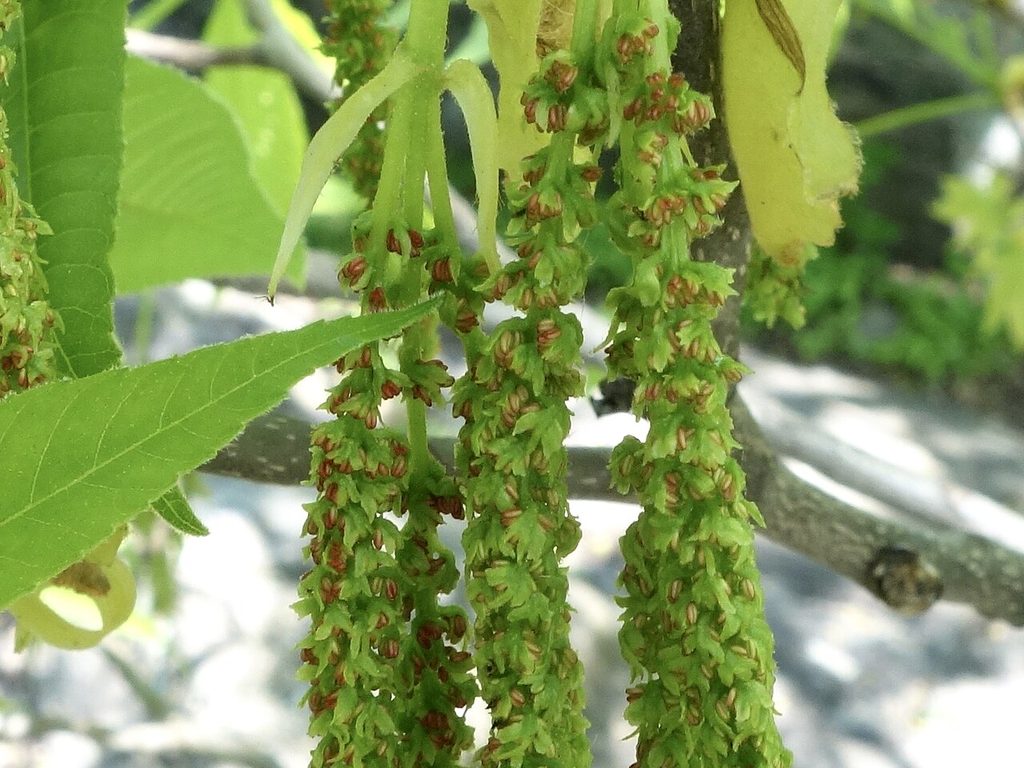 Hickory catkins and new leaves in spring