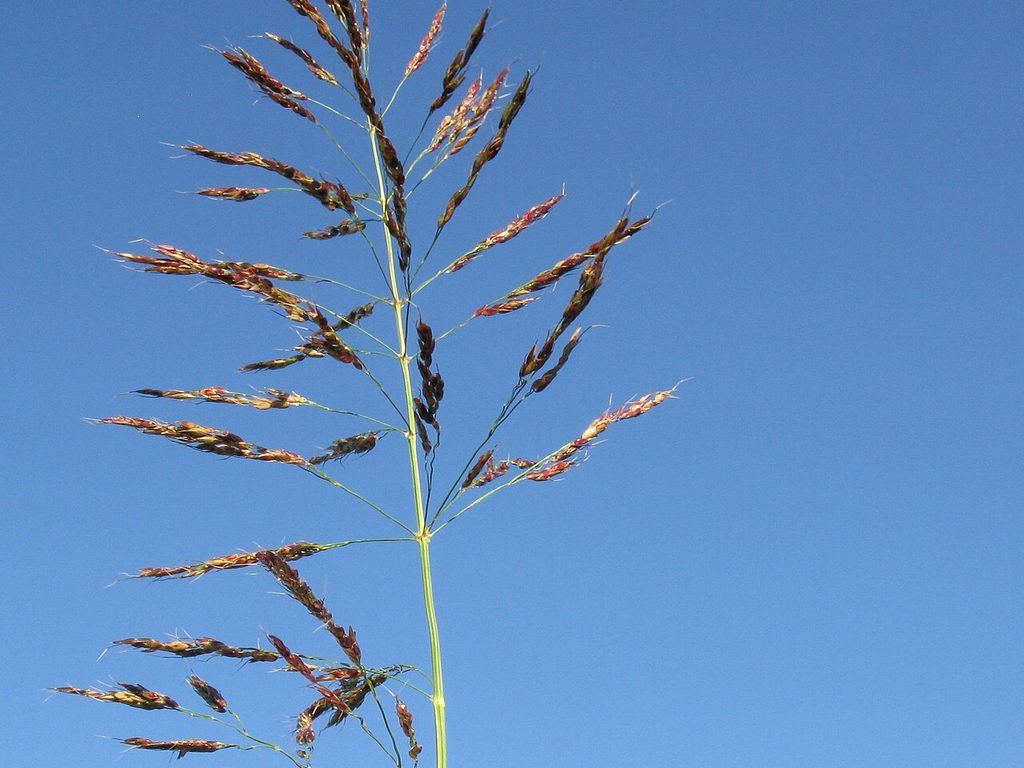 Johnson grass flowering panicle