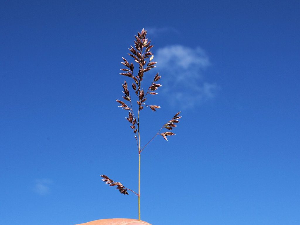 Kentucky bluegrass seed head