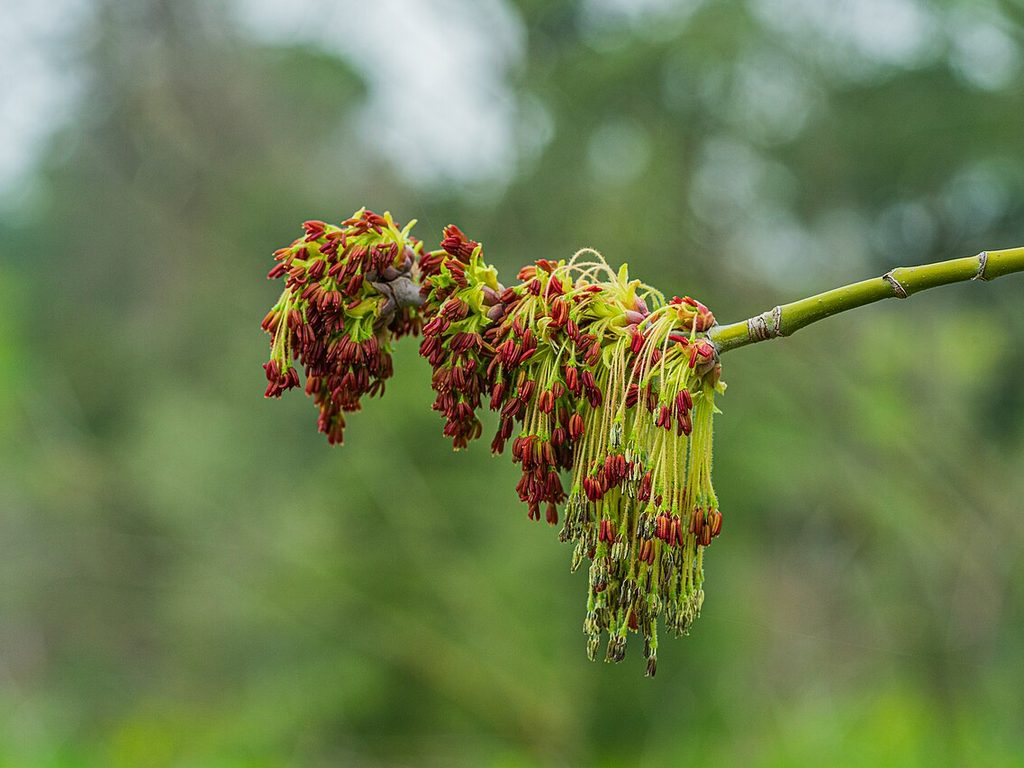 Maple flowers on a branch in early spring