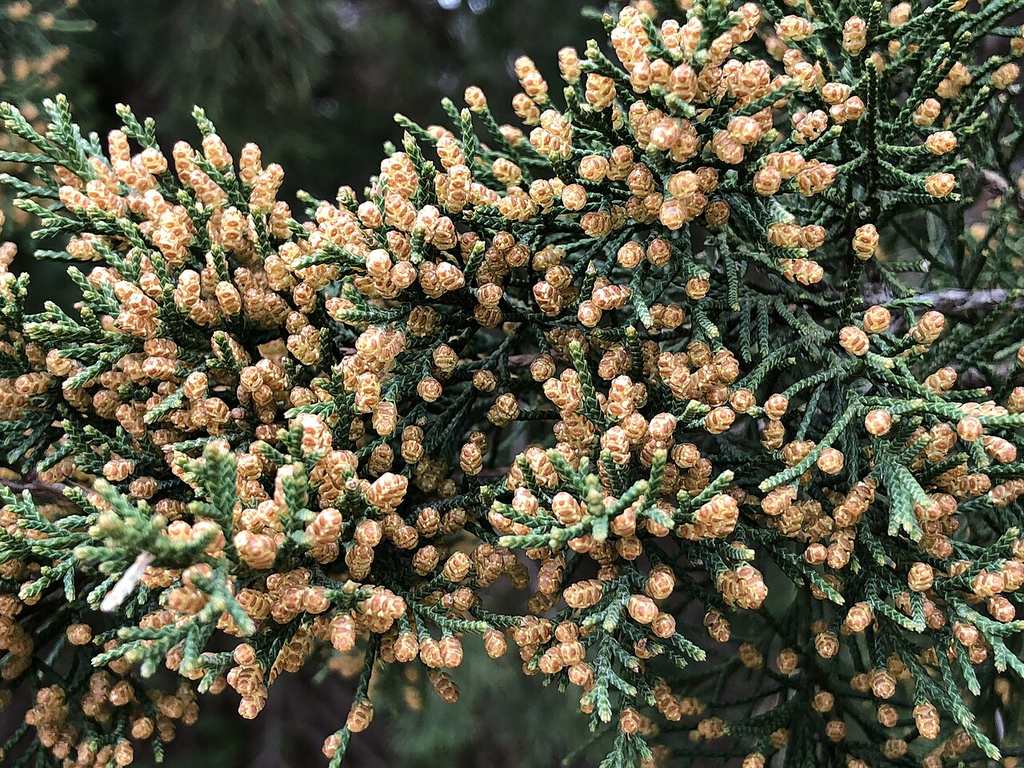 Golden pollen cones covering juniper branch tips