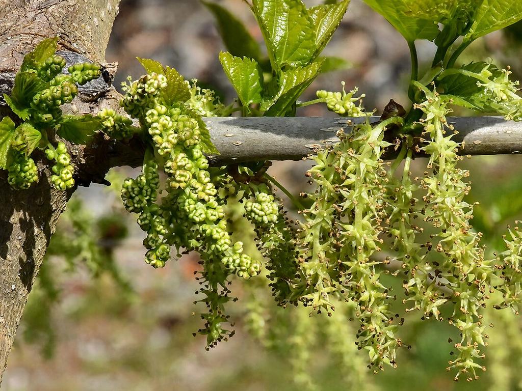 Mulberry tree flowers in spring