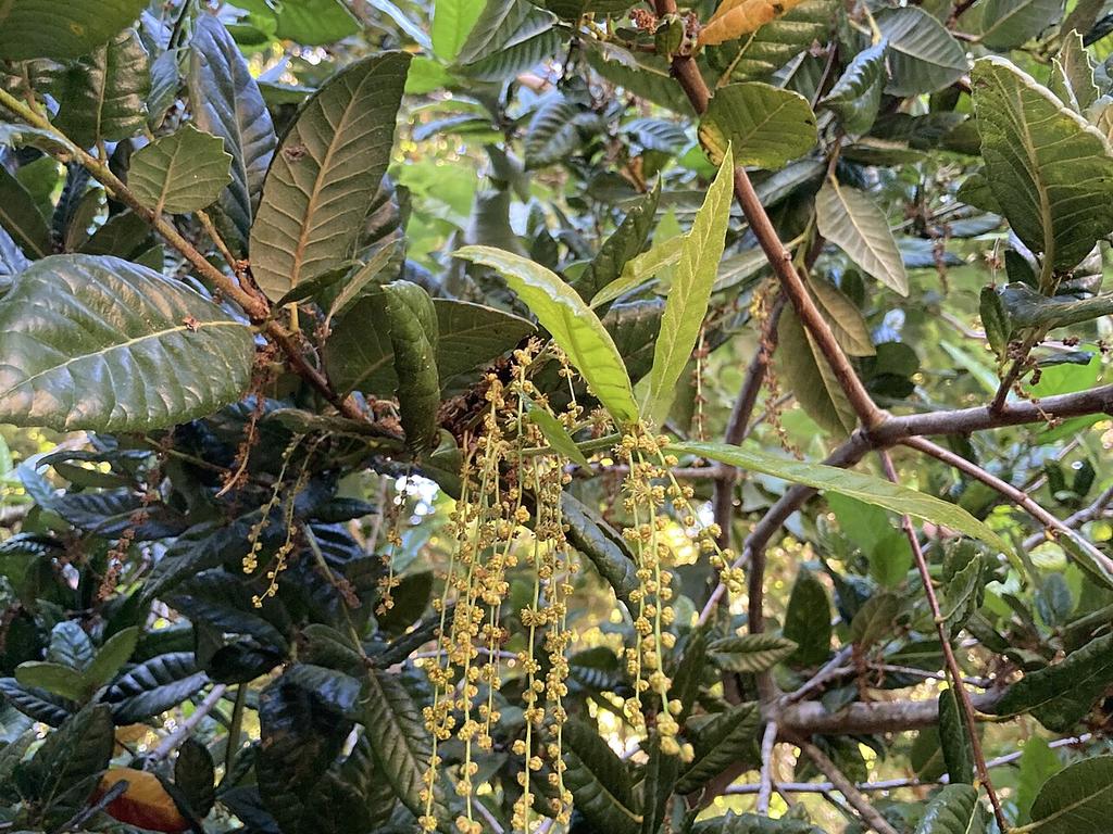 Oak catkins releasing pollen in spring